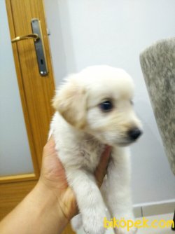 45günlük Golden 3