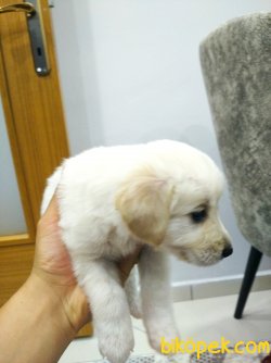 45günlük Golden 1