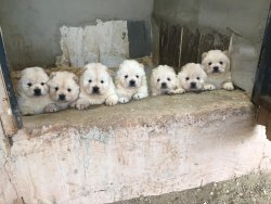 Ruhsatlı Köpek Çiftliğinden A Kalite CHOW CHOW Yavru 4