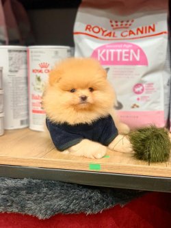 POMERANİAN BOO YAVRU 1