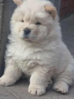 CHOW CHOW ( Çin Aslanı ) YAVRULARI 1