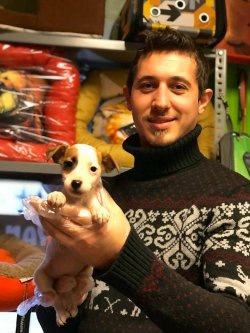 Kısa Bacak Jack Russel Yavruları 1
