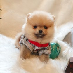 Pomeranian Boo Orjinal Yavrularımız 5