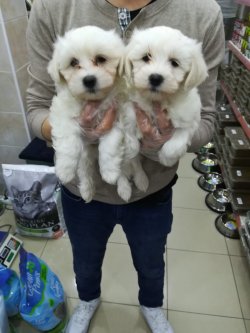 MALTESE TERRIER  YAVRULARIMIZ 1