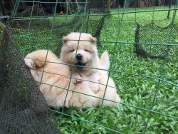 Beyaz Chow Chow Çin Aslanı Yavruları 1