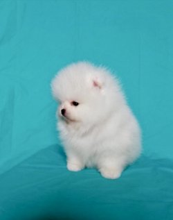 Pomeranian Boo Teacup Yavrularımız 3