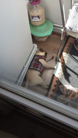 4.5aylık Pug 1
