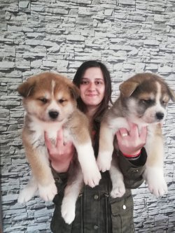 Kızıl Akita Yavrularımız 1