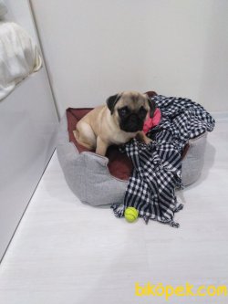 Pug 4 Ekim Doğumlu Aşıları Tam 1