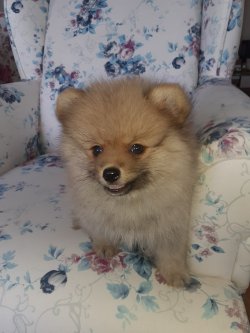 Mükemmel Safkan Irk Garantili Pomeranian Yavrularimiz 4