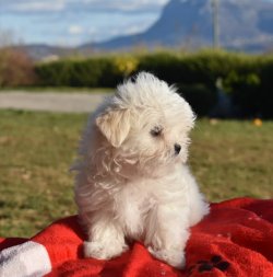 Maltese Terrier Yavrular 1