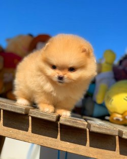 Safkan Büyümeyen Cins Beyaz Pomeranian Boo Ayıcık Yüz 4