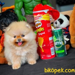 3 Aylık Teacup Boy PomeranianBoo Kızımız 3