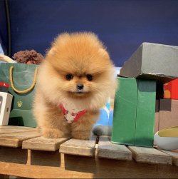 Yeni Gelen TeddyBear PomeranianBoo Yavrularımızdan 3