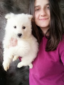 Çiftliğimizden Samoyed Yavrularımız 3