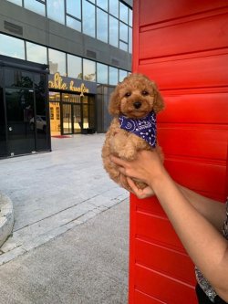 Sevi̇mli̇ Toy Poodle Yavrularımız 3