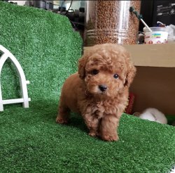 Toy Poodle Yavrularimiz İrk Ve Saglik Garantili 1