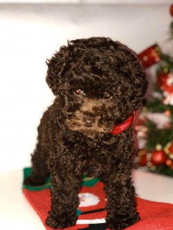 Tüy Dökmeyen Nadir Bulunan Dişi Toy Poodle Yavrumuz 2