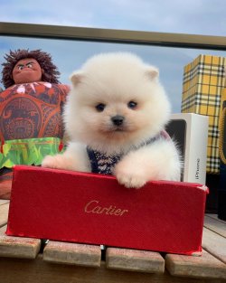 Orjinal  Teddybear Yüz Yapısına Sahip Pomeranianboo 4