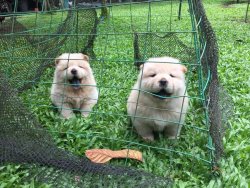 Beyaz Chow Chow Çin Aslanı Yavruları 3