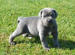 Cane Corso Yavrularımız 4