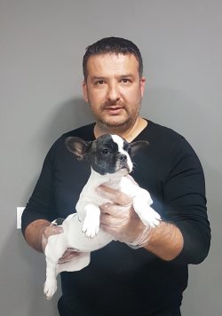 French Buldog Yavrular Mikroçipli   Pasoportlu 3