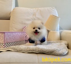 Pomeranian Boo Safkan Beyaz Ve Safkan Erkek Teacup Yavrumuz 1