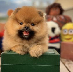 Veteriner Sağlık Onaylı Pomeranianboo Yavruları 5
