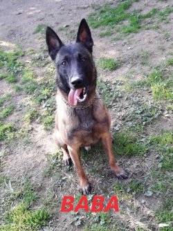 BURSA PAŞA KÖPEK DÜNYASINDAN BELÇİKA MALİNOİS YAVRULAR 5