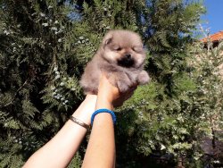 Mükemmel Safkan Irk Garantili Pomeranian Yavrularimiz 3