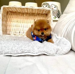 Orjinal Boo Pomeranian Yavrular 1