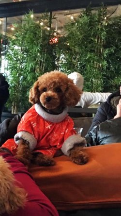Toy Poodle Yavrular 1