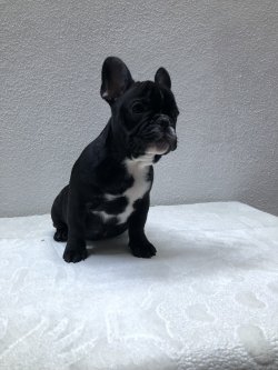Fcı A Class Secereli Belgeli Show Kalite French Bulldog Yavruları 2 5
