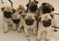 A KALİTE PUG MOPS YAVRULARI 1