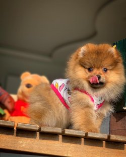 -Yeni Gelen TeddyBear PomeranianBoo Yavrularımızdan 3