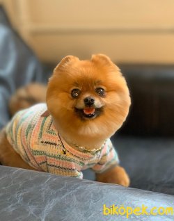 DİŞİ TEDDY BEAR POMERANİAN BOO 1