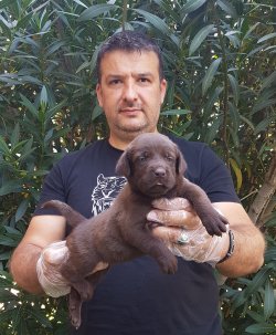 Labrador Yavruları Sizler İçin Tüm Renkleri 4
