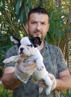 Satılık Fransız Bulldog Yavru Köpekler 2