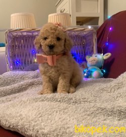 TOY POODLE YAVRULAR 1