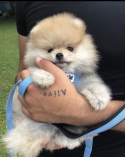 Rusya Secereli Orjinal Pomeranian 2