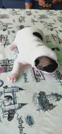 Sahibinden French Buldog A Kalite 2