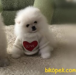 Beyaz Boo Pomeranian Ayı Surat Yavrular 2