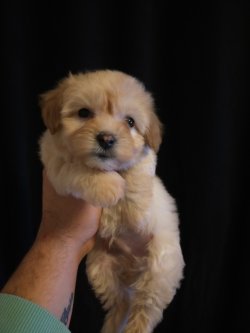 TOY POODLE ERKEK YAVRUMUZ 2