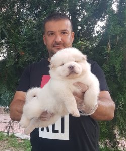 Chow Chow Çin Aslanları  Yavruları 3