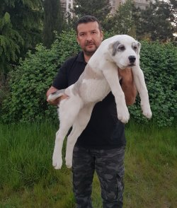 Alabay Yavruları 4