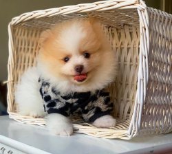Orji̇nal Pomerani̇an Boo Yavrularımız 3