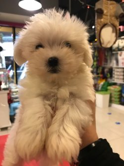 Maltese Terrier Yavrularımız 1. Sınıf AB Pasaportlu Garantili 3