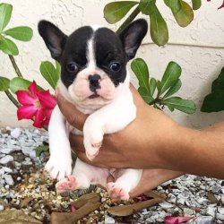 French Bulldog Yavruları 2