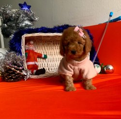 Toy Poodle Mini Boy Yavrular 3