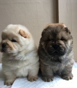 CHOW CHOW ÇİN ASLANI YAVRULARIMIZ 2